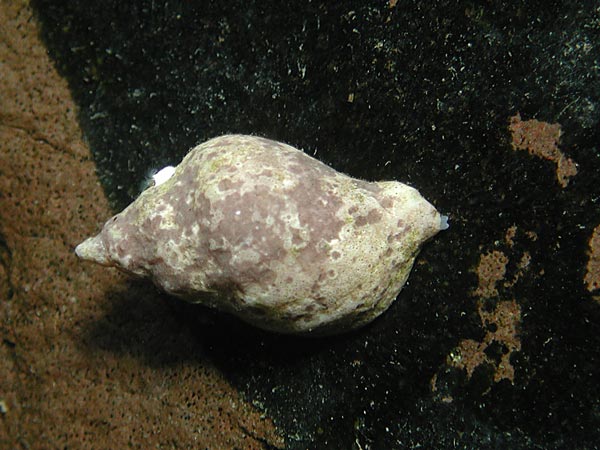 Nucella lapillus